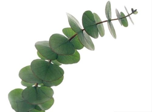 THERA ESTHETIQUE Grossiste En Produit Esthetique Bretagne Eucalyptus Leaves Eucalyptus Sp On A Branch These Are Used In Herbal Medicine For Expectorants F0010301